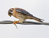 Kestrel With A Catch_33979